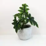 Alocasia Jacklyn