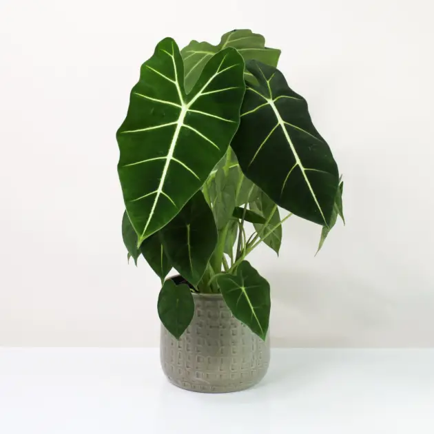 Alocasia Frydek