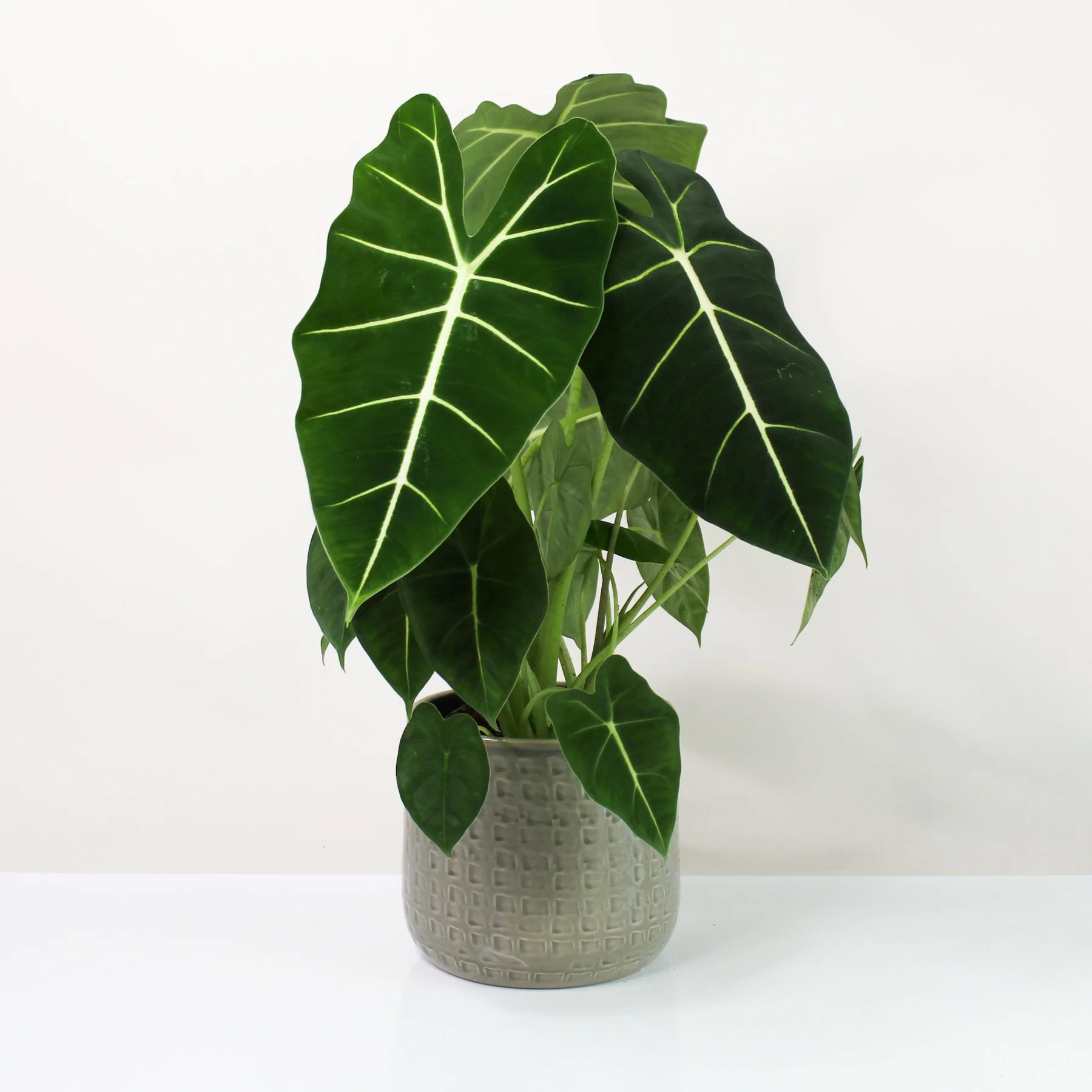 Alocasia Frydek
