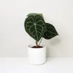 Anthurium clarinervium