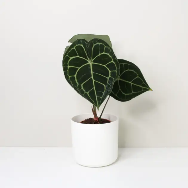 Anthurium clarinervium