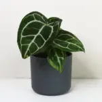 Anthurium crystallinum