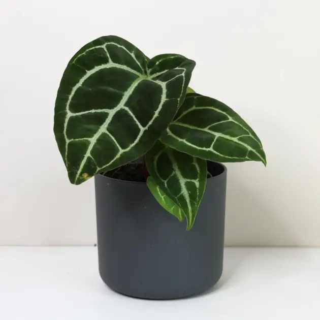 Anthurium crystallinum