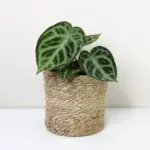 Anthurium Silver Blush