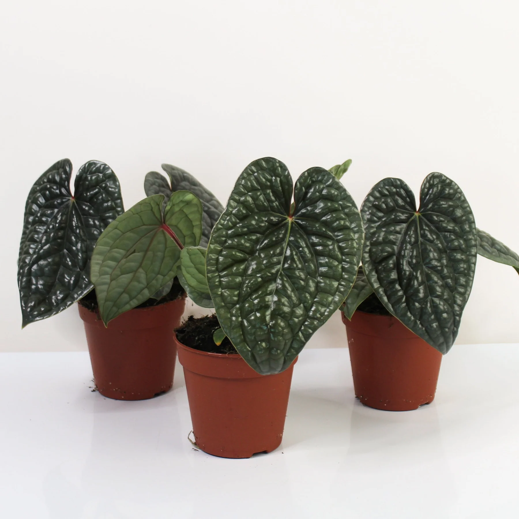 Anthurium luxurians - Image 2