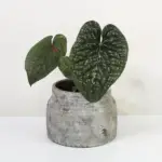Anthurium luxurians