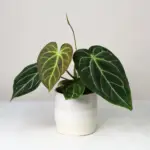 Anthurium magnificum