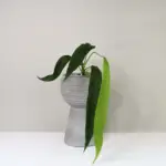 Anthurium pallidiflorum