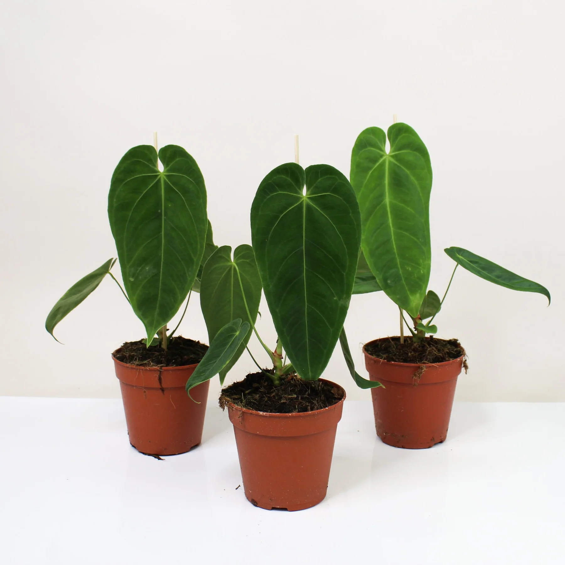Anthurium queremalense - Image 2