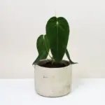 Anthurium queremalense