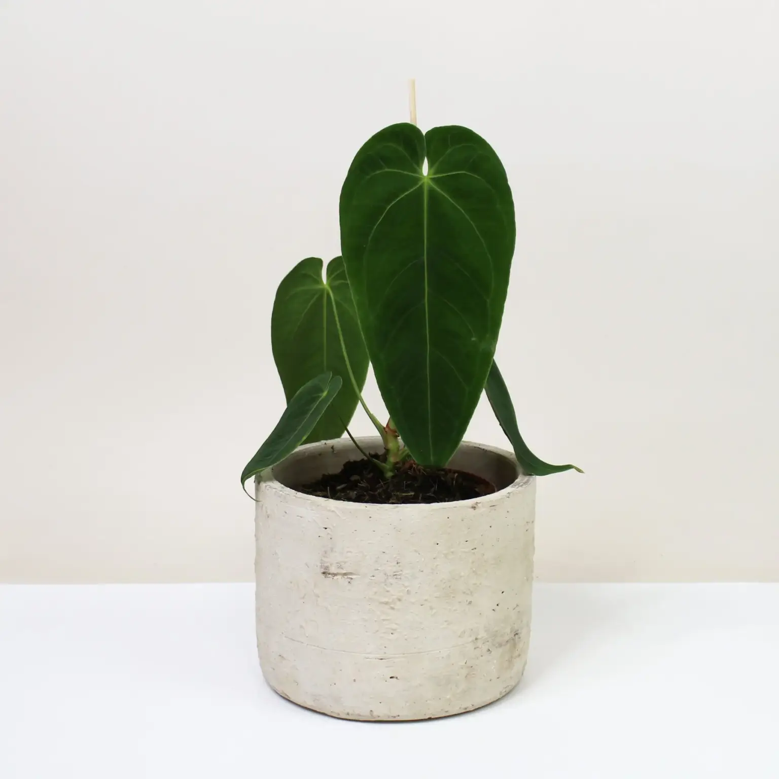 Anthurium queremalense