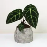 Anthurium regale