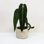 Anthurium warocqueanum