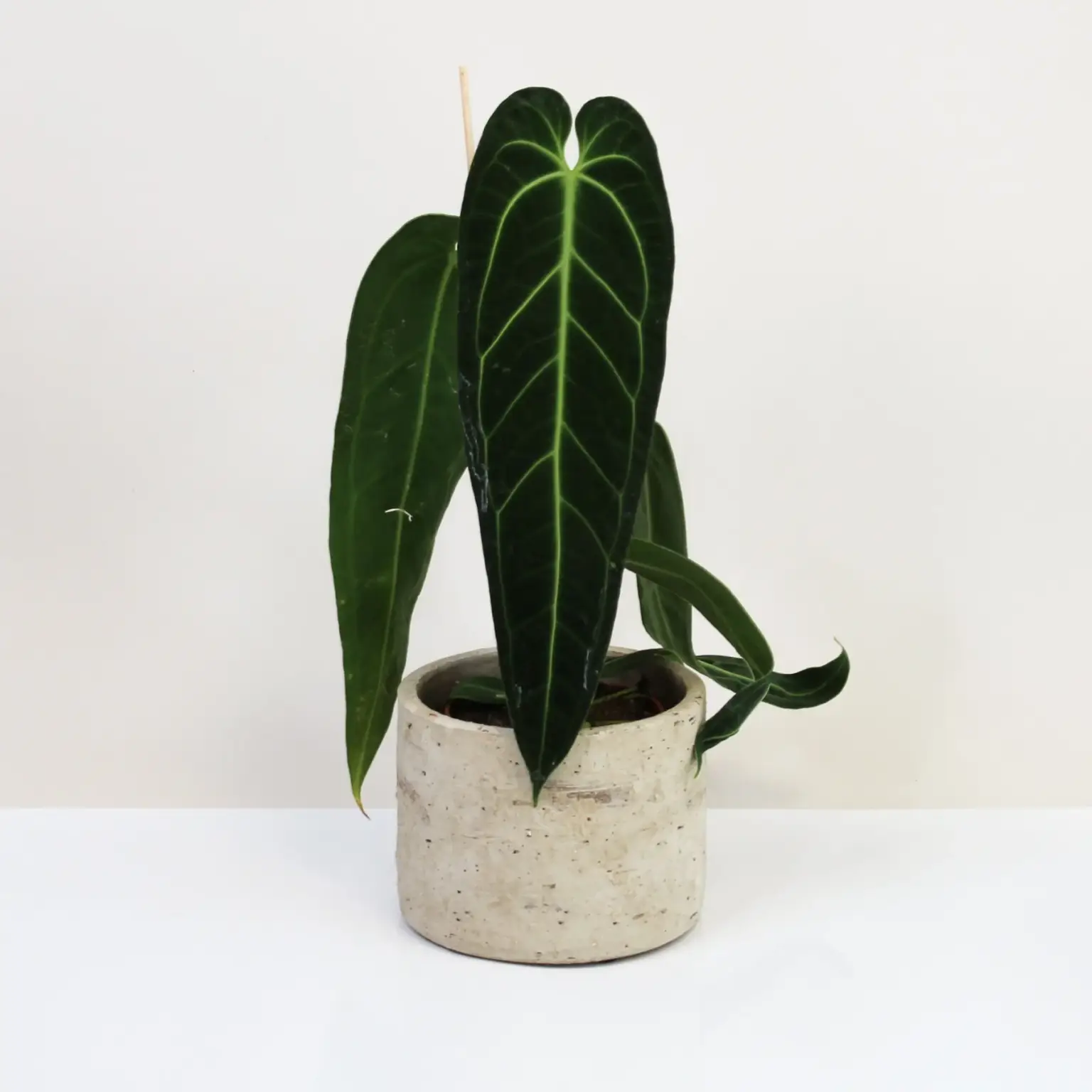 Anthurium warocqueanum