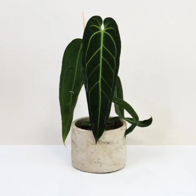 Anthurium warocqueanum