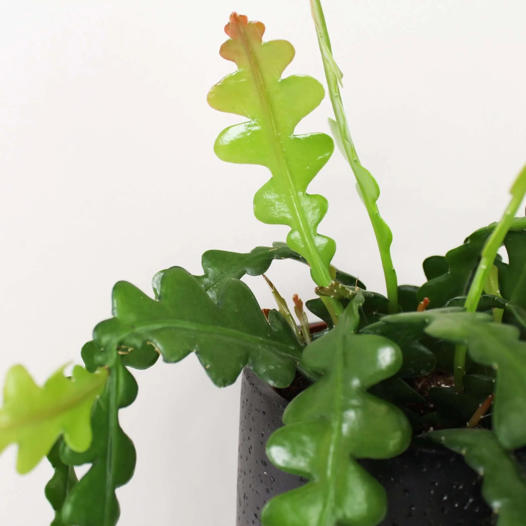 Epiphyllum anguliger - Image 2