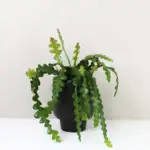 Epiphyllum anguliger