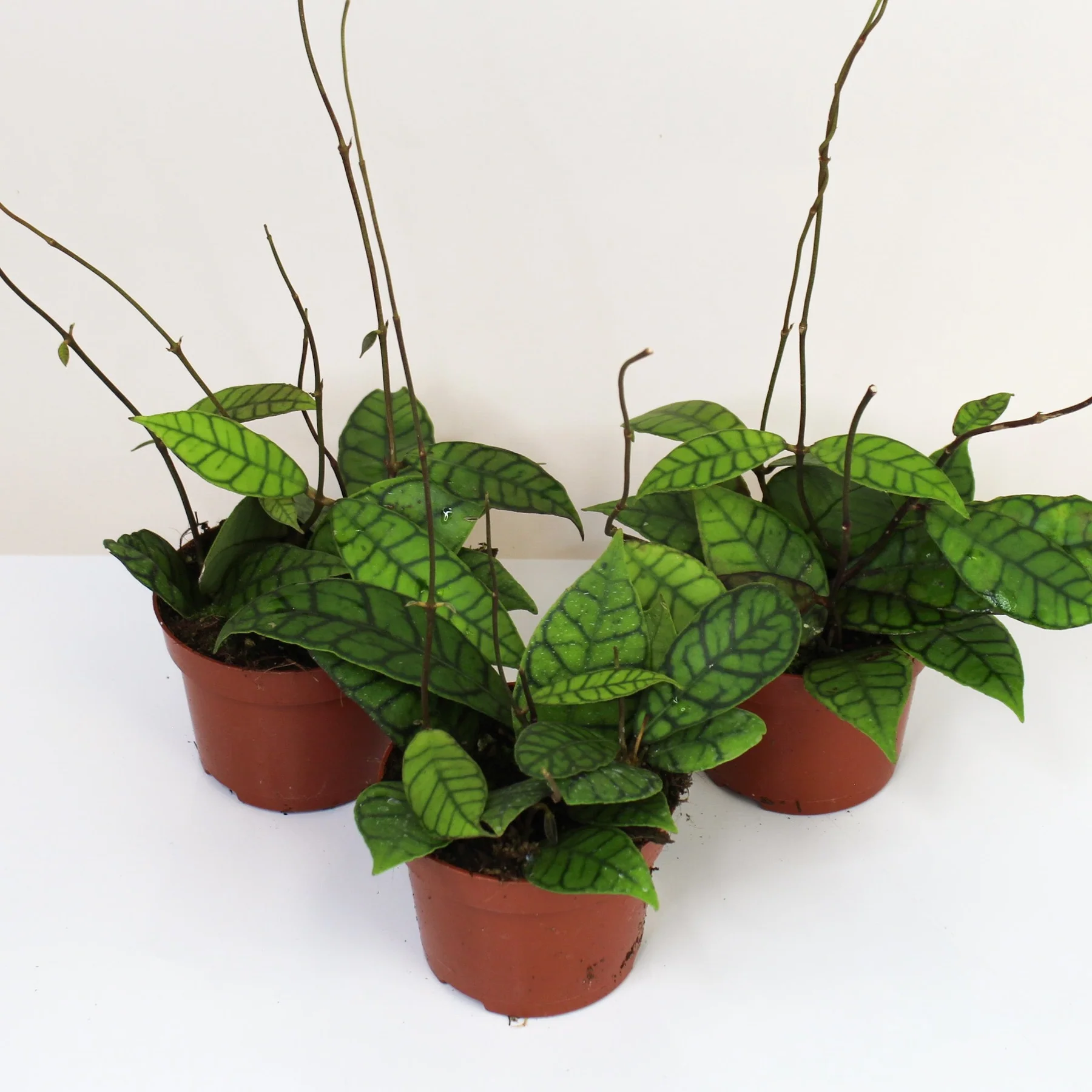 Hoya callistophylla - Image 2