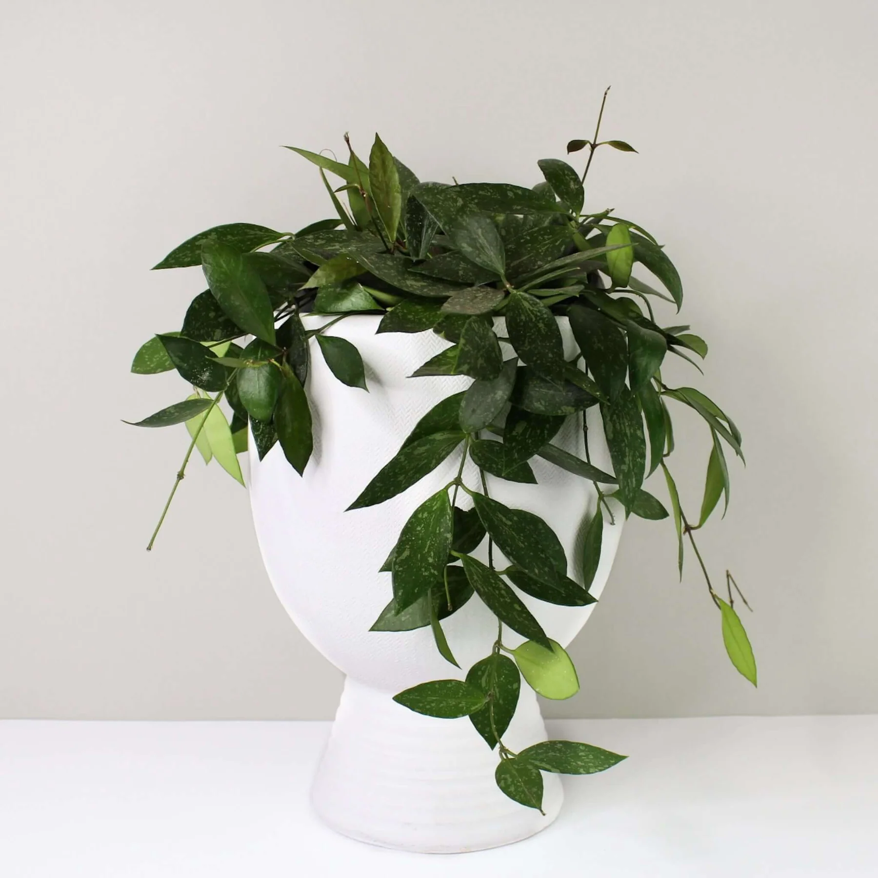 Hoya gracilis - Image 2