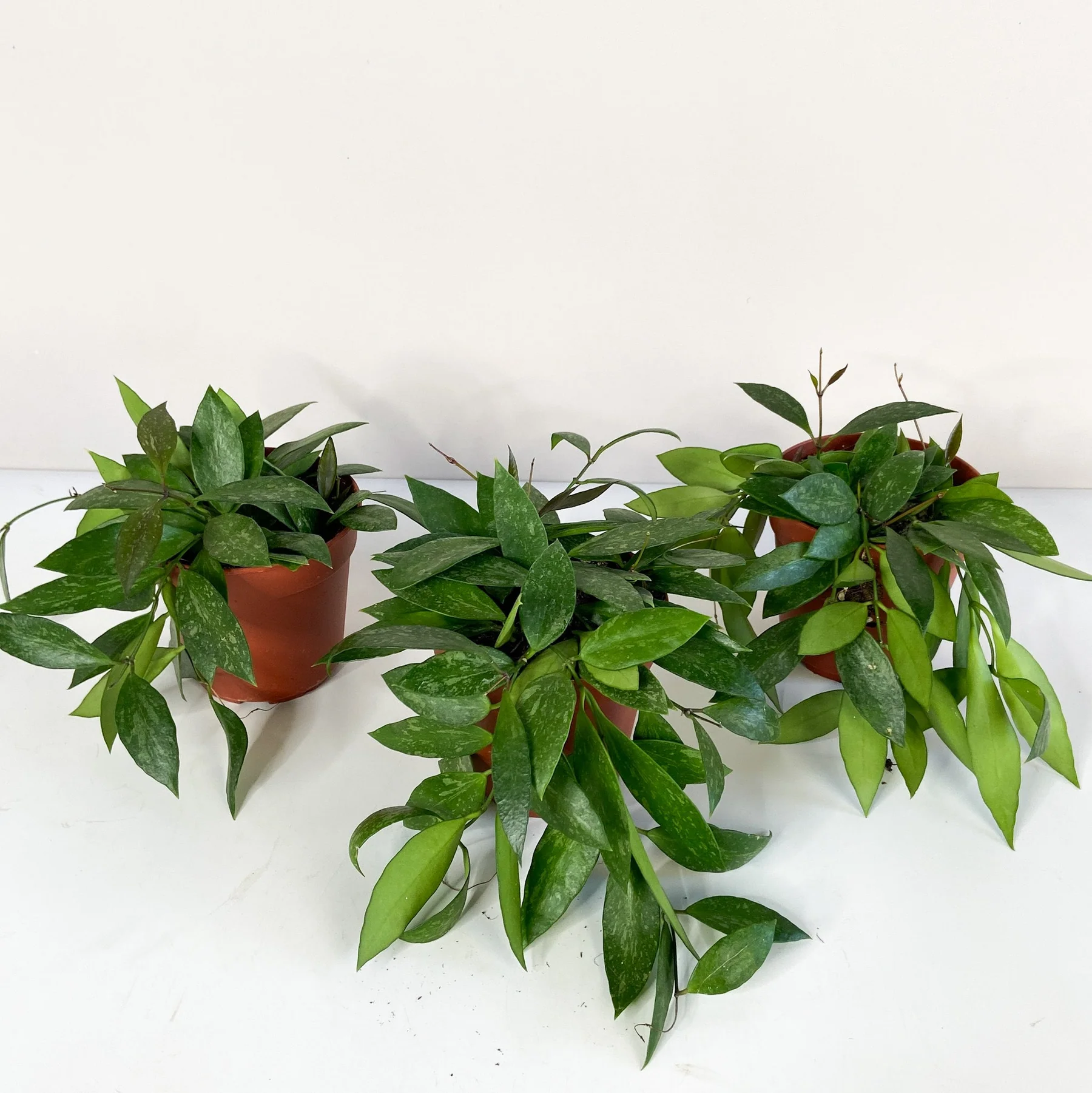 Hoya gracilis - Image 3