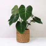 Philodendron gloriosum