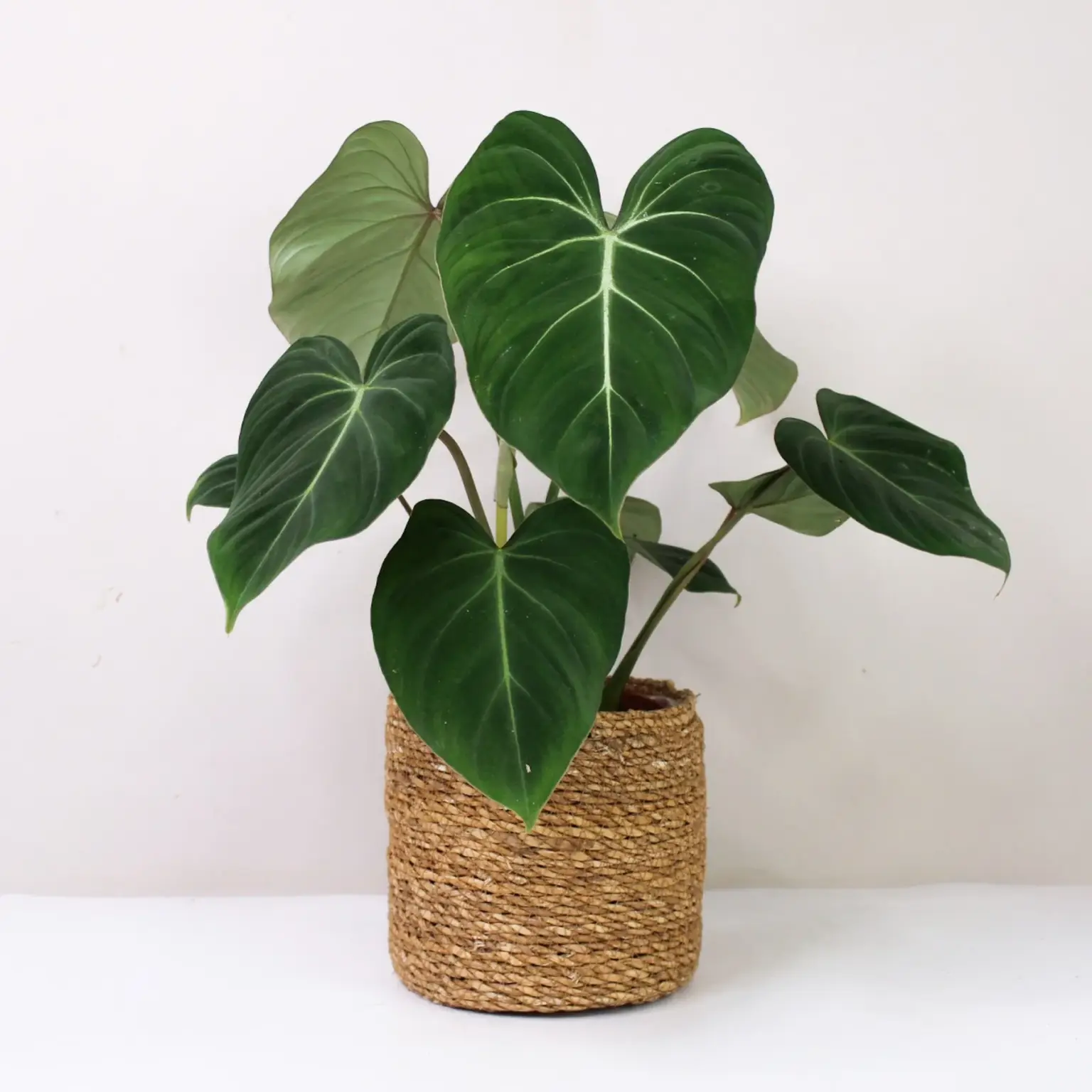 Philodendron gloriosum