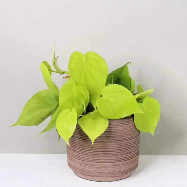 Philodendron Lemon Lime