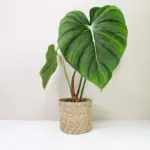 Philodendron Dean McDowell