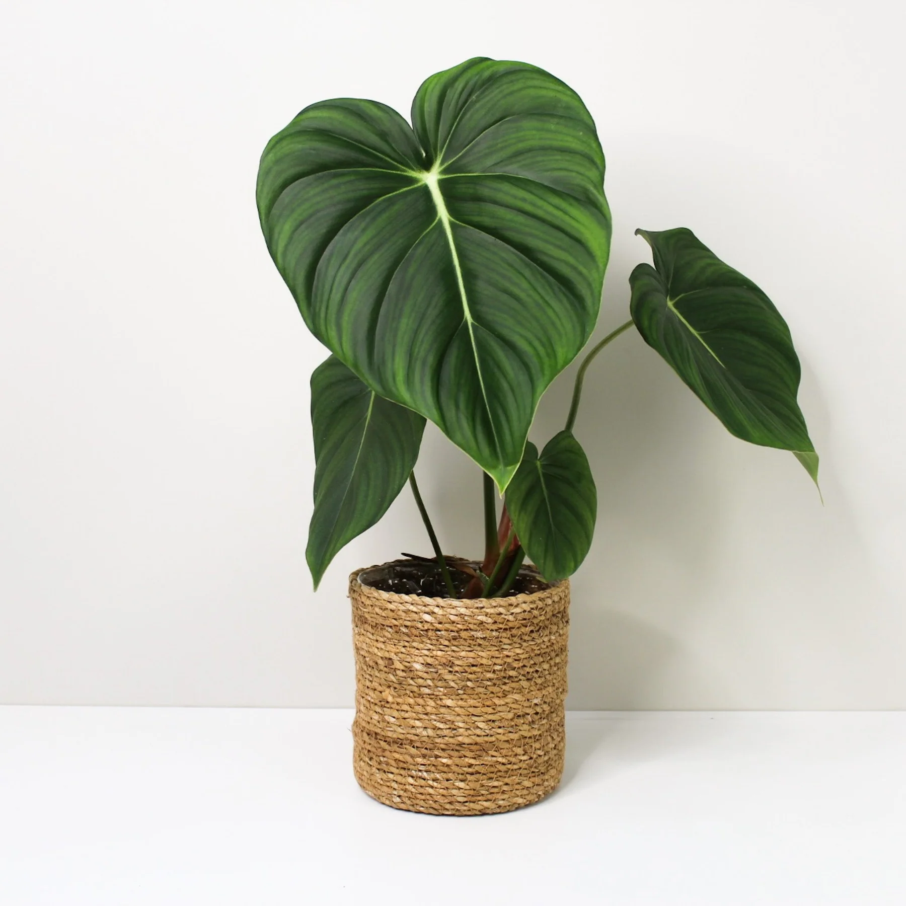 Philodendron Dean McDowell - Image 3