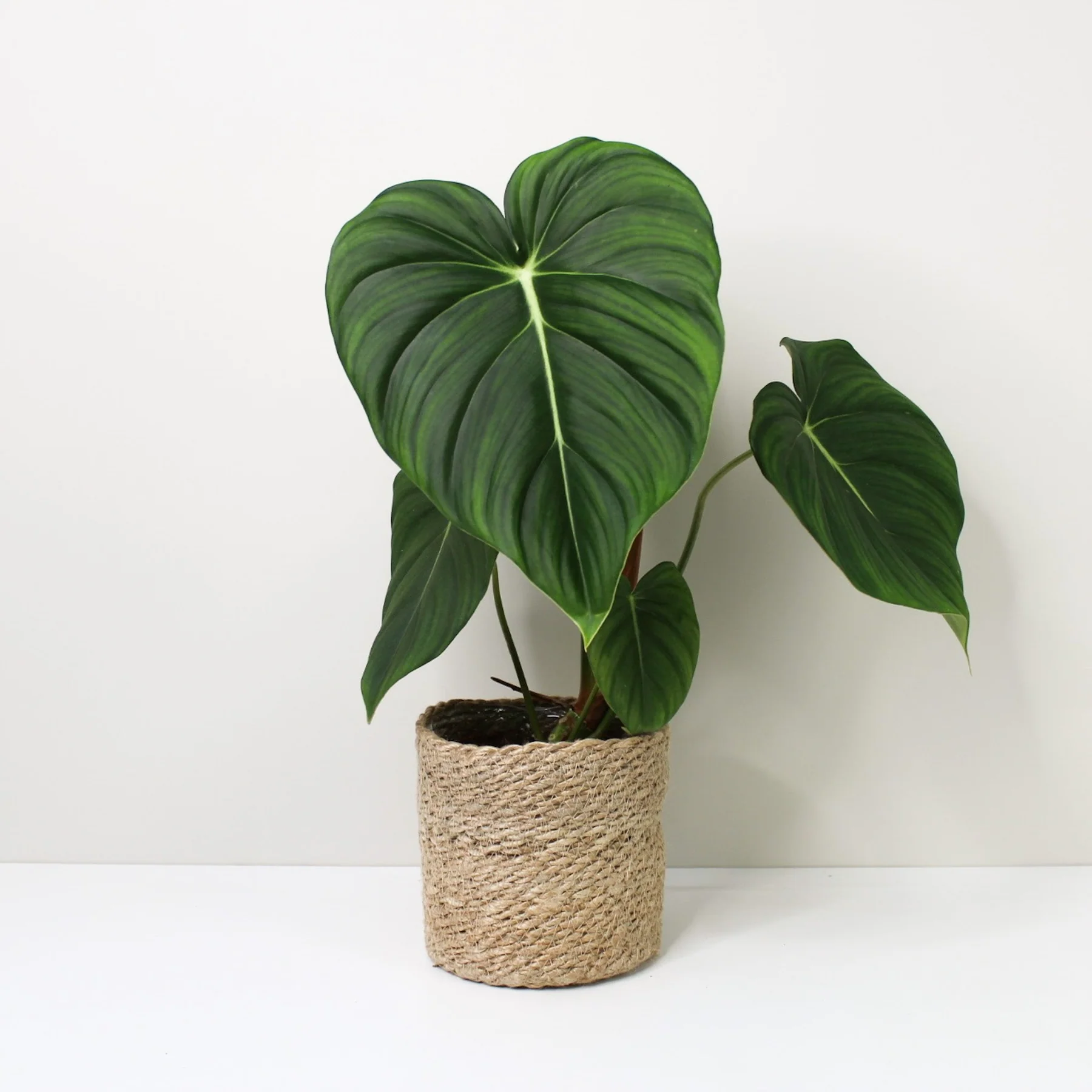 Philodendron Dean McDowell - Image 2