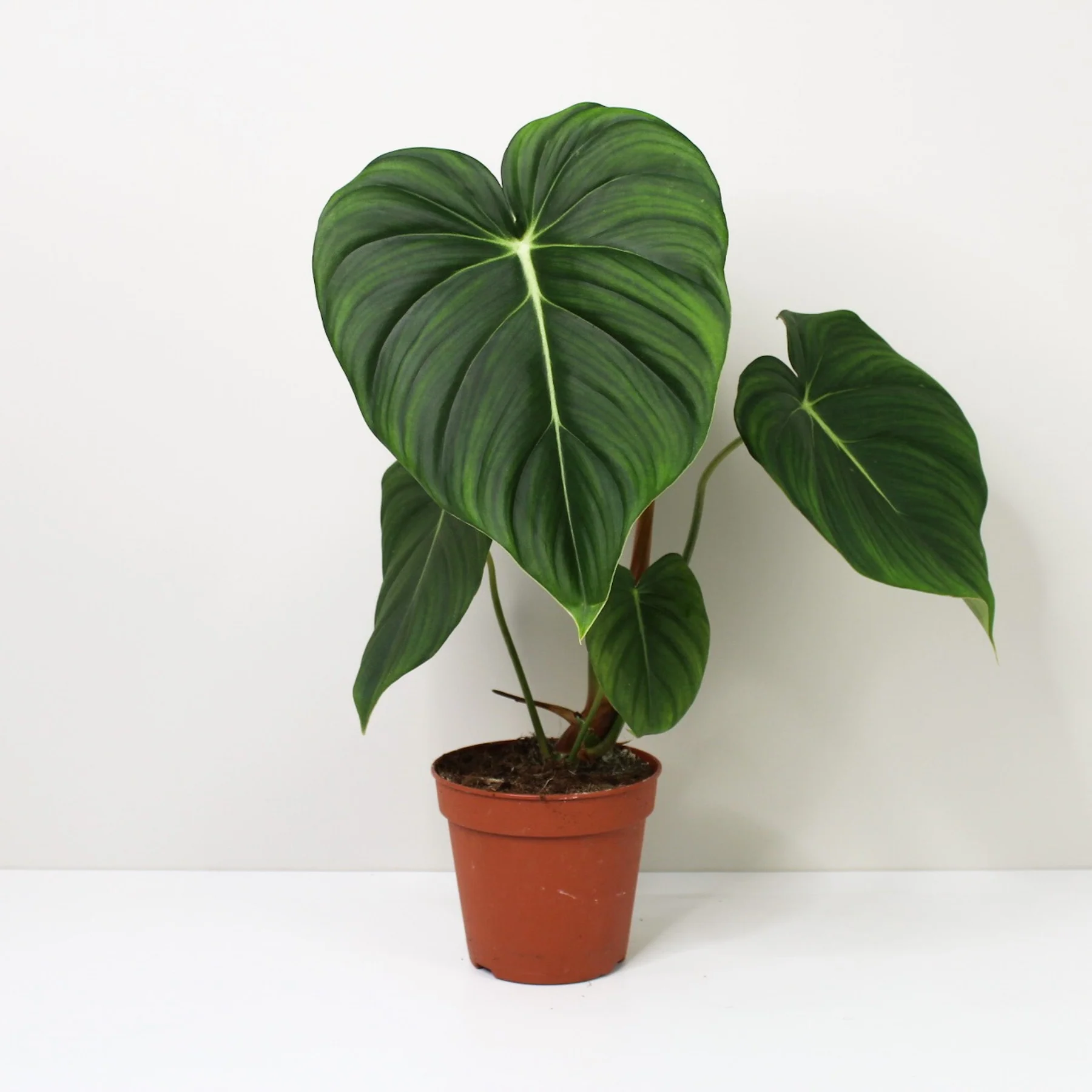 Philodendron Dean McDowell - Image 5