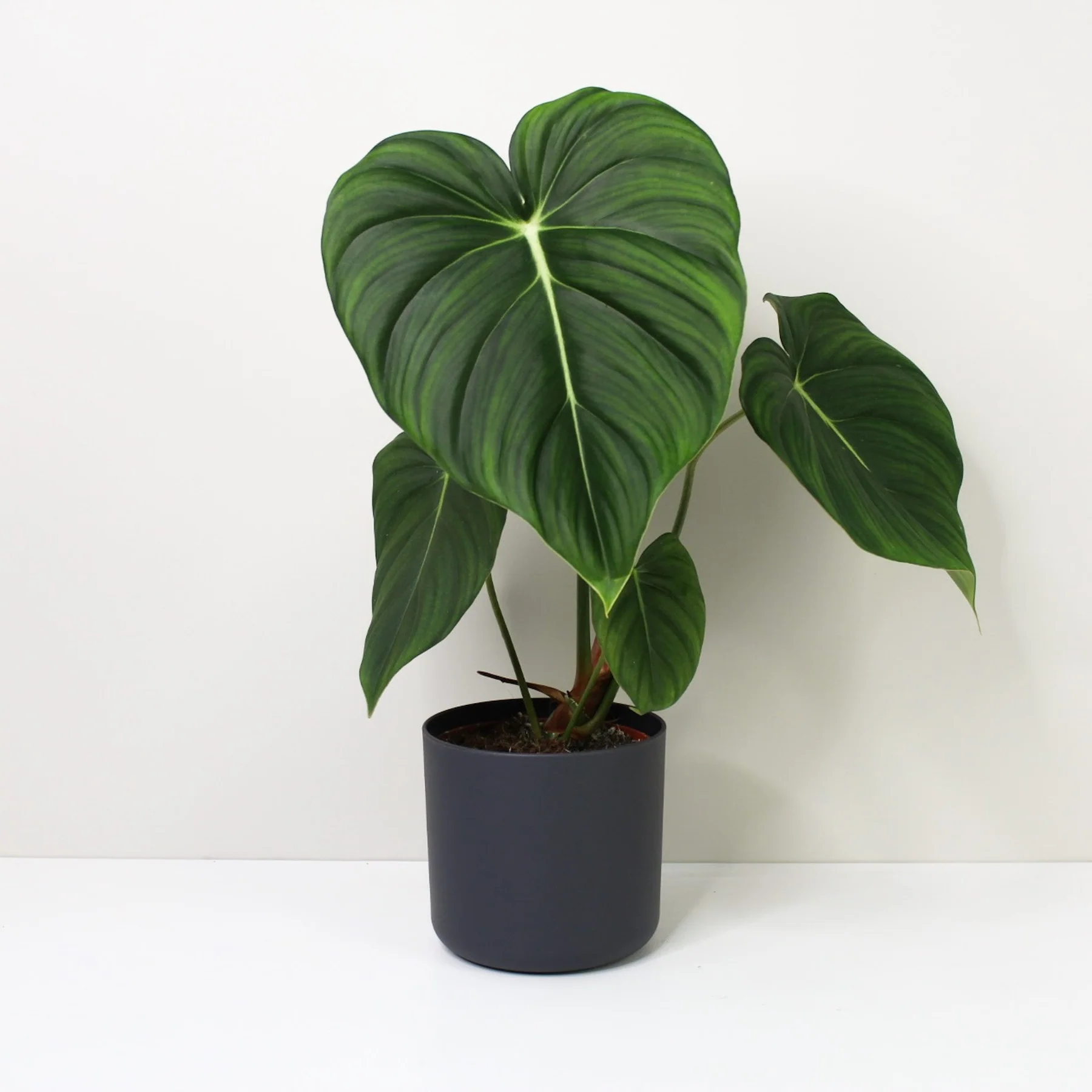 Philodendron Dean McDowell - Image 4