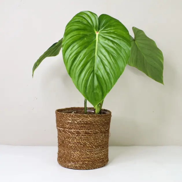 Philodendron pastazanum