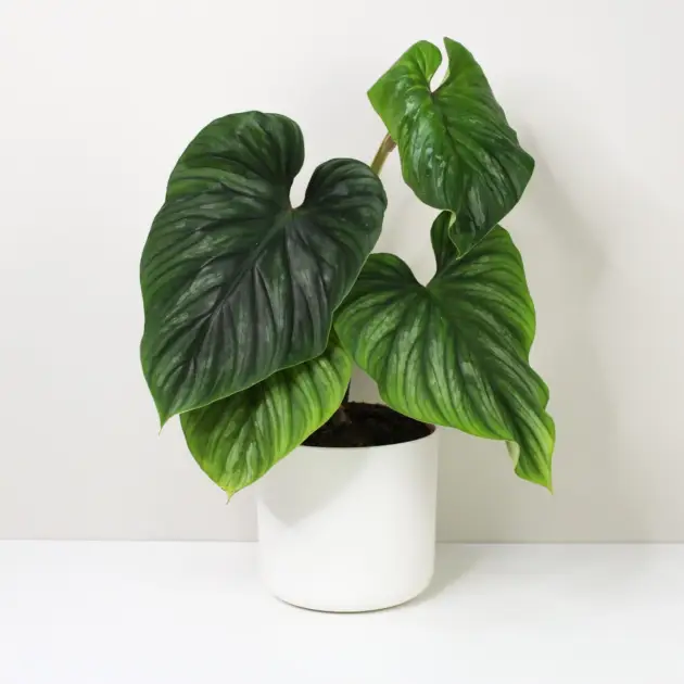 Philodendron plowmanii