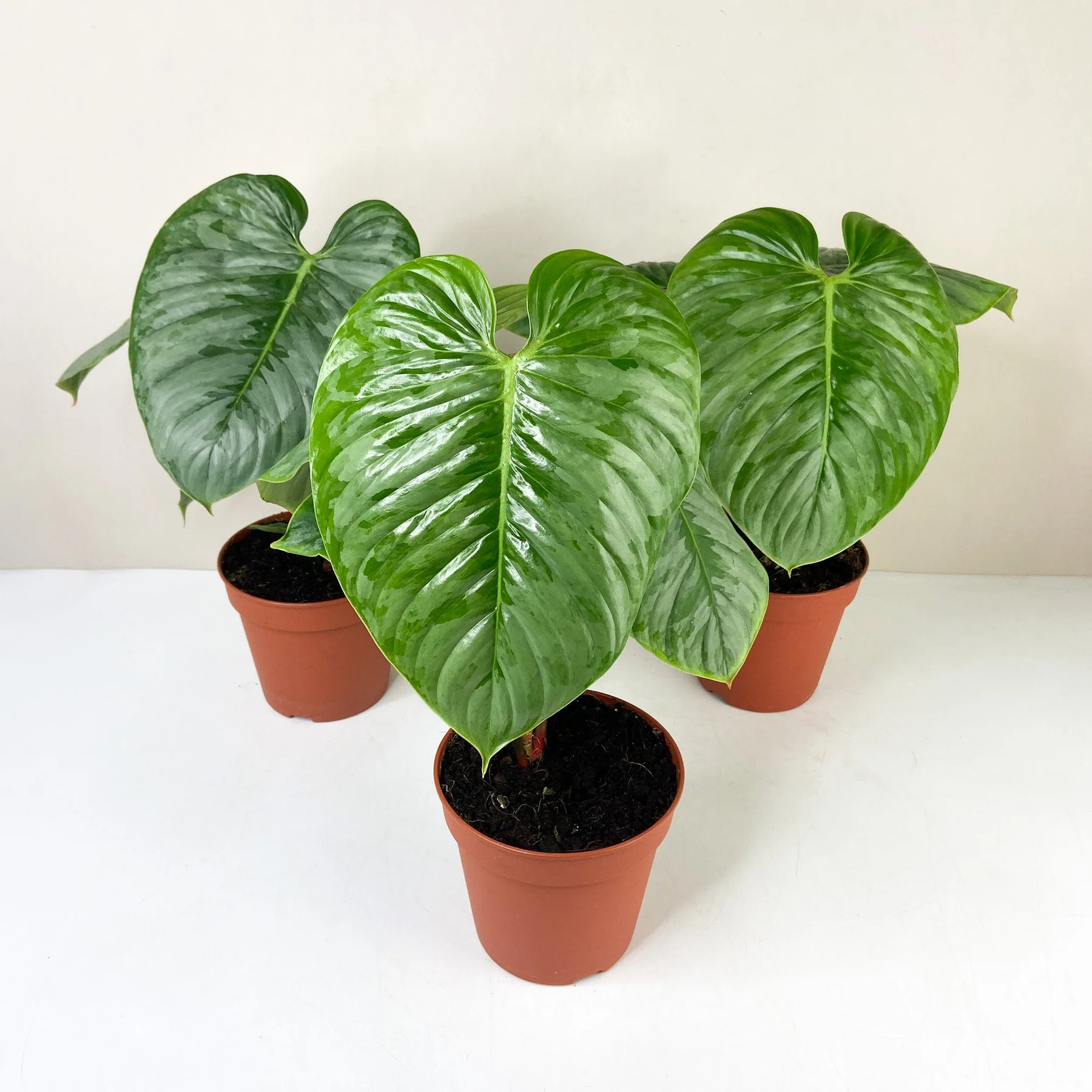 Philodendron sodiroi - Image 5