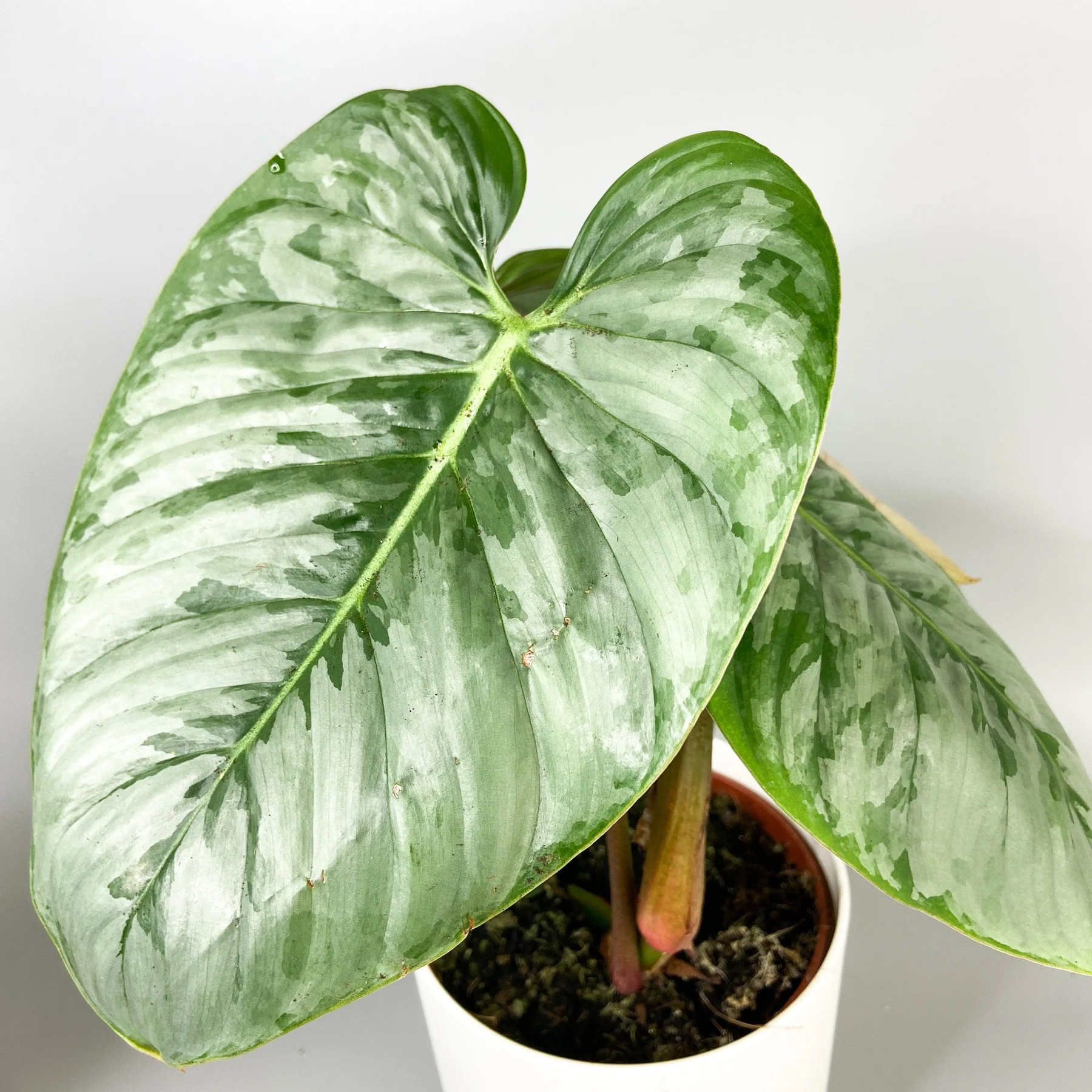 Philodendron sodiroi - Image 3