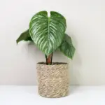 Philodendron sodiroi