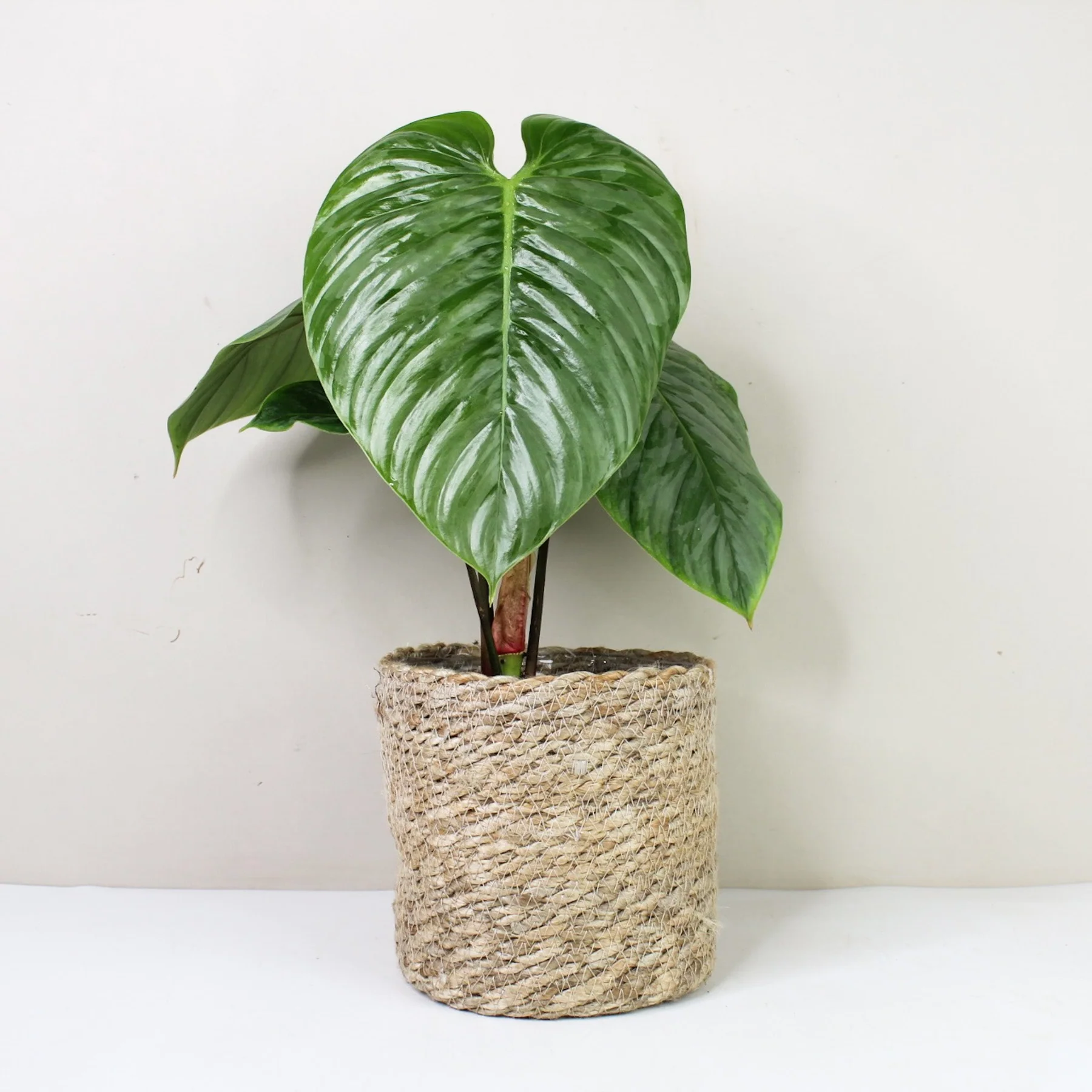 Philodendron sodiroi