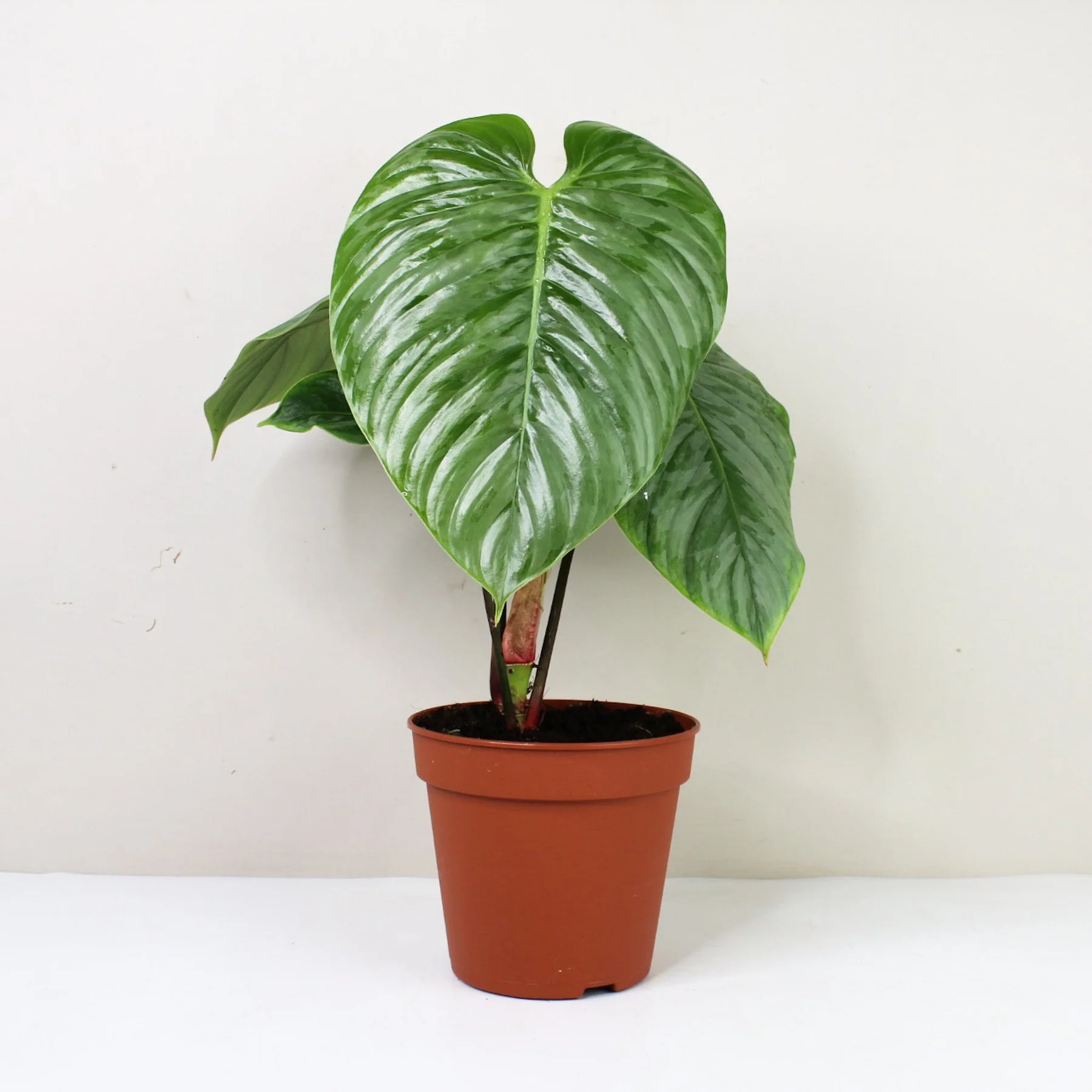 Philodendron sodiroi - Image 4