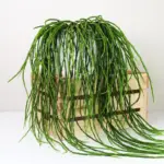 Rhipsalis paradoxa